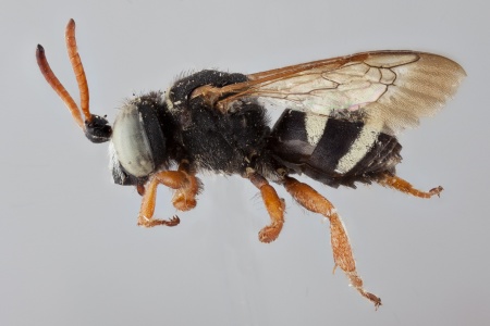 [Doeringiella mamabee (lateral/side view) thumbnail]